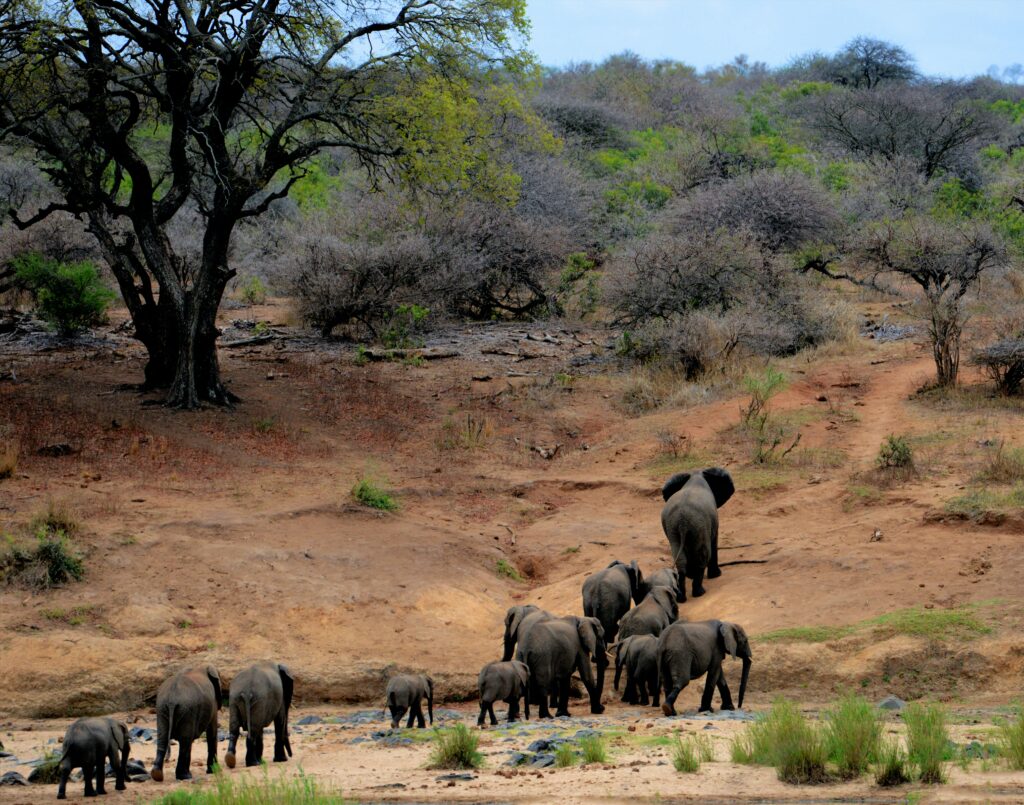 African Safari - Elephants